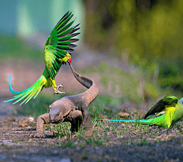 Bharatpur Bird Sanctuary