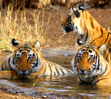 Ranthambhore National Park