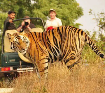 Jaipur - Ranthambore Tour